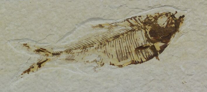 Bargain, Diplomystus Fossil Fish - Wyoming #51811